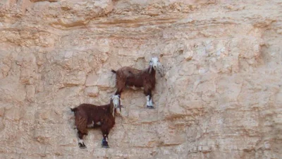 Стальные нервы: горные козы доказывают свою бесстрашность