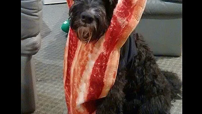 Смачні пупсики: милі собаки в костюмі їжі