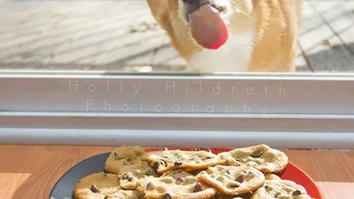 Суцільне розчулення: тварини, яким захотілося полізати скло