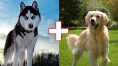 Новий вид: найбезглуздіші схрещування собак