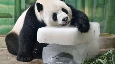 Спекотне літо: як тварини із зоопарків рятуються від спеки