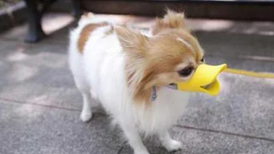 Усім мовчати: креативні собачі намордники