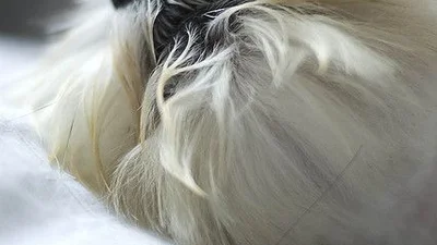 Божевільні милі тварини, які піднімуть вам настрій