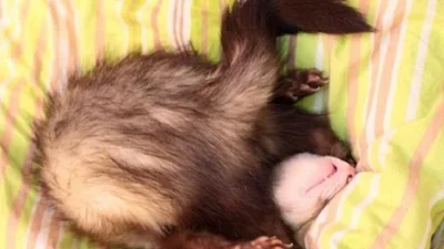 Без тхора і життя не те: мила тварина підніме вам настрій