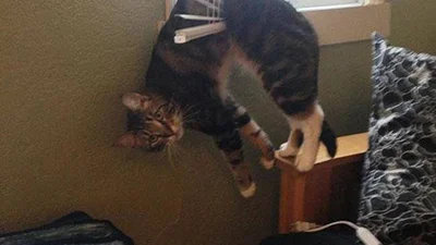 Тварини, які конкретно налажали в житті