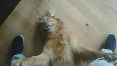 100 найсмішніших фото собак з усього інтернету