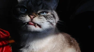 Милашный кот-вампир покорил интернет