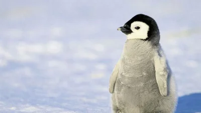 15 фото, которые заставят вас влюбиться в пингвинов