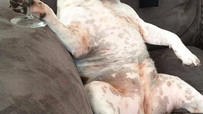 Тварини, які поводяться, як люди