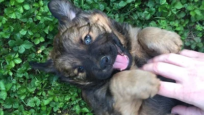 Цуценята, яких ти точно захочеш потискати