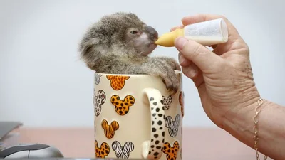 Дитинчата коал, які розтоплять ваше серце