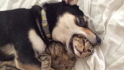 Тварини, які мають власних вихованців