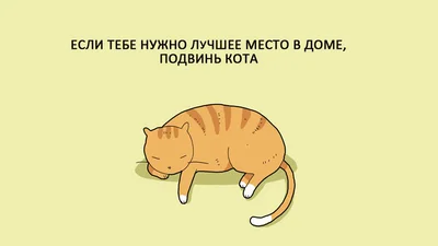 15 смішних і правдивих картинок про котів