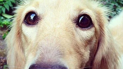 Копі-паст: милі собаки та їхні смішні міні-копії