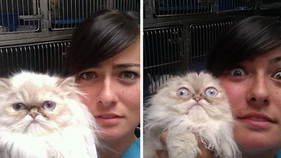 Смішні тварини, які дуже не хочуть до ветеринара