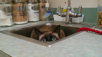 Ефект ніндзя: коти безглуздо ховаються в раковині