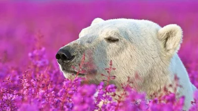 Предел нежности: медведь наслаждается цветами
