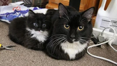 Як дві краплі води: неймовірна схожість кішечок і кошенят