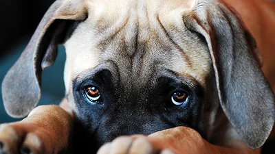 Провинилися: тварини, яким соромно за себе