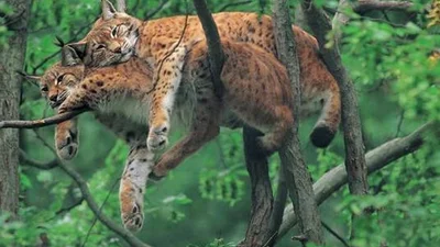 Любовь повсюду: животные проявляют чувства