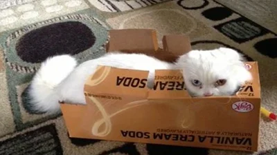 Агент 007: коти вирішили стати майстрами маскування