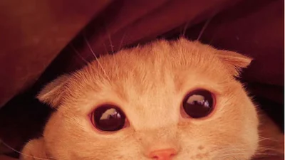 10 признаков того, что коты портят вашу сексуальную жизнь