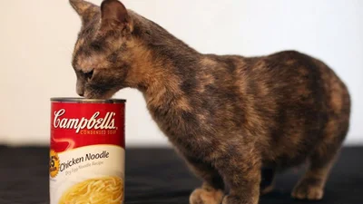 Милий і крихітний: знайшовся найнижчий кіт у світі