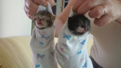 Коты в шоке: животные, которые оказались в носках