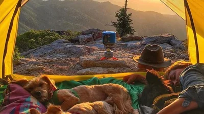 Новий тренд: подорожувати із собакою