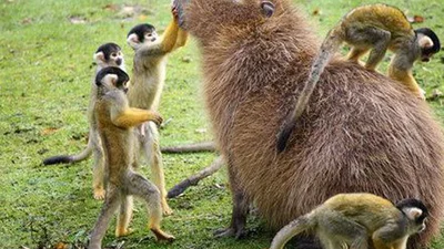 Справжній друг: смішні капібари люблять тусити з іншими тваринами