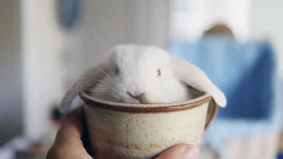 Шалено милі кролики, які змусять тебе посміхнутися