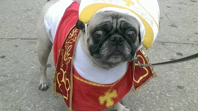 Сумасшествие: люди наряжают собак в одежду Папы Римского