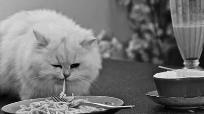 Забавный тренд интернета: коты едят макароны