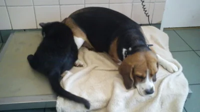 Кіт-медбрат вдало працює в польському притулку