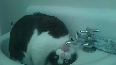 Такі дивні: найнесподіваніші пози котів