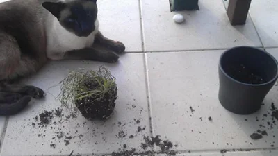 Коти, які витворяють кумедні речі