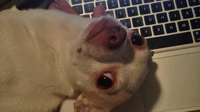 Тварини, які вже зараз хочуть твоєї уваги