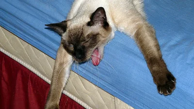 Поки вас не було вдома: 25 котів, які смішно напилися