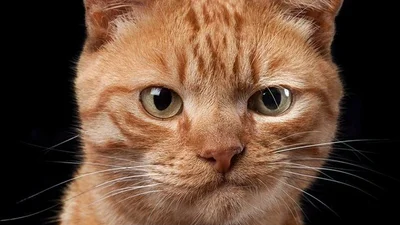 Портреты котов, которые получились лучше, чем ты в паспорте