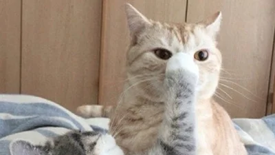 Коти, які впізнали почуття замішання