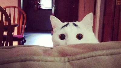 Родзинка: коти, яких природа нагородила цікавим розфарбуванням