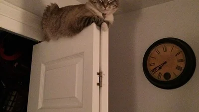 Коти, які не збираються рухатися з місця