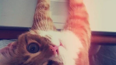 Коти, яким плювати, чим ти там займаєшся