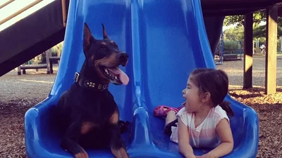 Милашка і чудовисько: мила дружба дівчинки та добермана