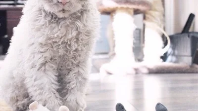 Лякаюче милі: коти показали справжнє обличчя