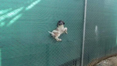 Ці собаки раптово зрозуміли, що зробили помилку