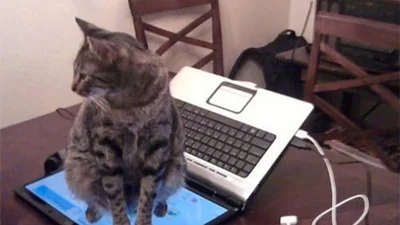 Коти такі коти: волохаті, у яких абсолютно немає логіки