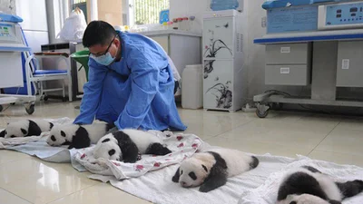 Невероятно мило: в Китае разводят панд