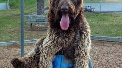 Ці собаки раптом зрозуміли, що стали переростками