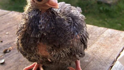 Найстрашніші породи домашніх тварин